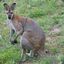 kangaroo