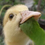 a duck