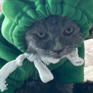 沈悄燃是我大儿子