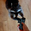 Raccoon with a gun