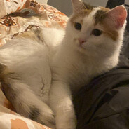 𝖌𝖗𝖊𝖌𝖔𝖗𝖞