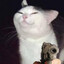Leontopodium nivale's avatar