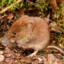 Microtus