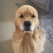 NoSoyPelado PeekQ(`-´Q)
