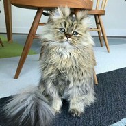 李小璐的假奶亮了