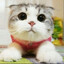 SUGAR