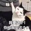 传说中的野猫