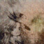 foxe_002
