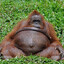 Orangutan_titties