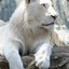 White Lion