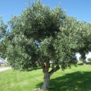 Mr. Olive Tree