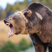 МЕДВЕДЬ ВИТАЛЯ