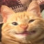 gatoputo
