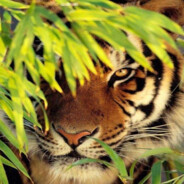 Tigrynya404 - steam id 76561199201091766