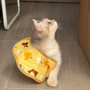 一口一个小猫咪