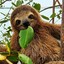 chilledSloth