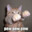 meow