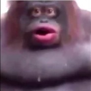 extreminal orangutan