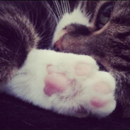 Linzo ༼ つ ◕_◕ ༽つ