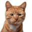 Ginger3648