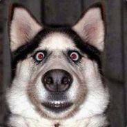 胜率百分之五十