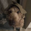 Bonzai the labradoodle