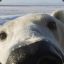 BigBadBear