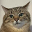 BAD FAT CAT