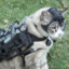 cyborg cat -iwnl-