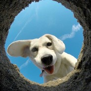 罗密欧与猪过夜