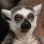 (SVK) Lemur