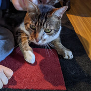 Seth le chat