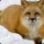 xxxFOXxxx