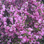 blossom
