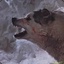 Wild dog