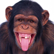 Chimpanzo