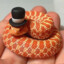 Dapper Danger Noodle