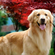 B题专家下棋必被指点