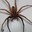 Spider in your bedroom