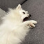 Okami