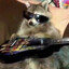 Raccoon (timelost)