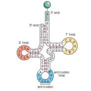 tRNA