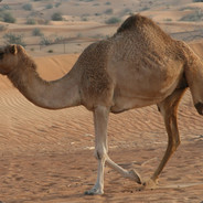 ZuLuWarrior l The Commander