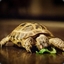 Clyde (the awesome tortoise)