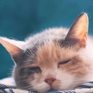 变成光守护贡品