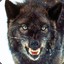 Althenwolf