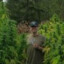 Wildweed