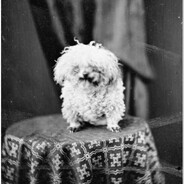o pequeno cachorro antigo Steam avatar