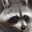 Trash Panda