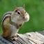 an innocent chipmunk